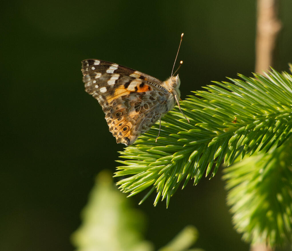 Image contains a watermark @Batbitephotos