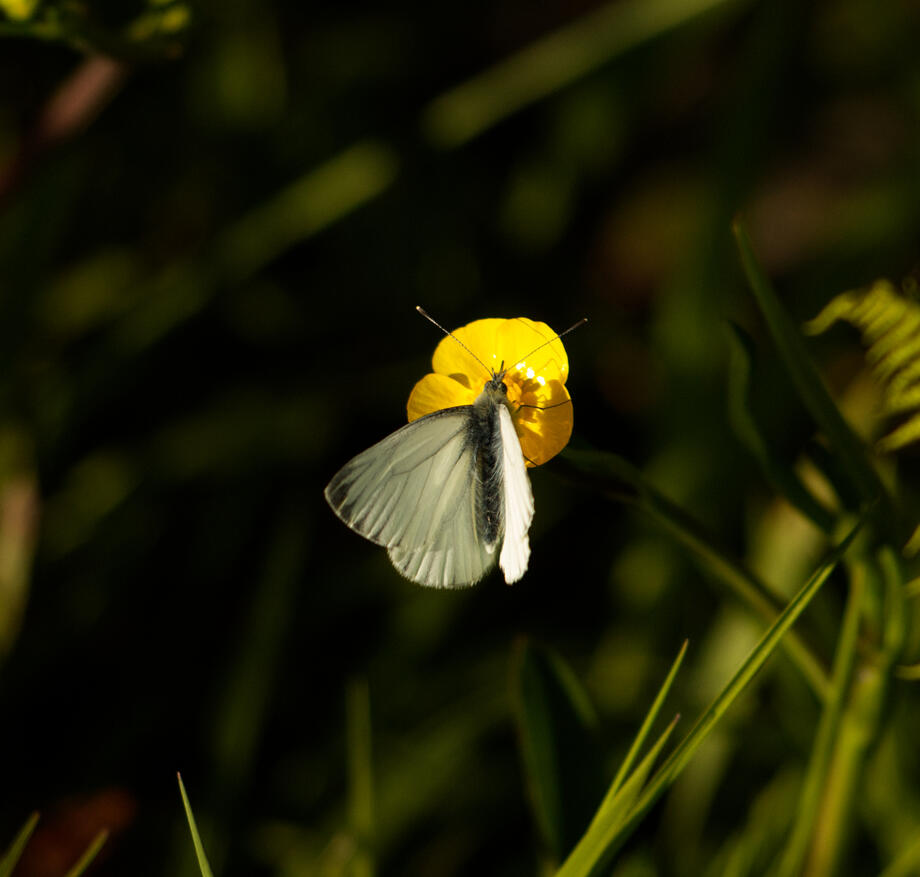 ©Jay Forman Batbitephotos 2025