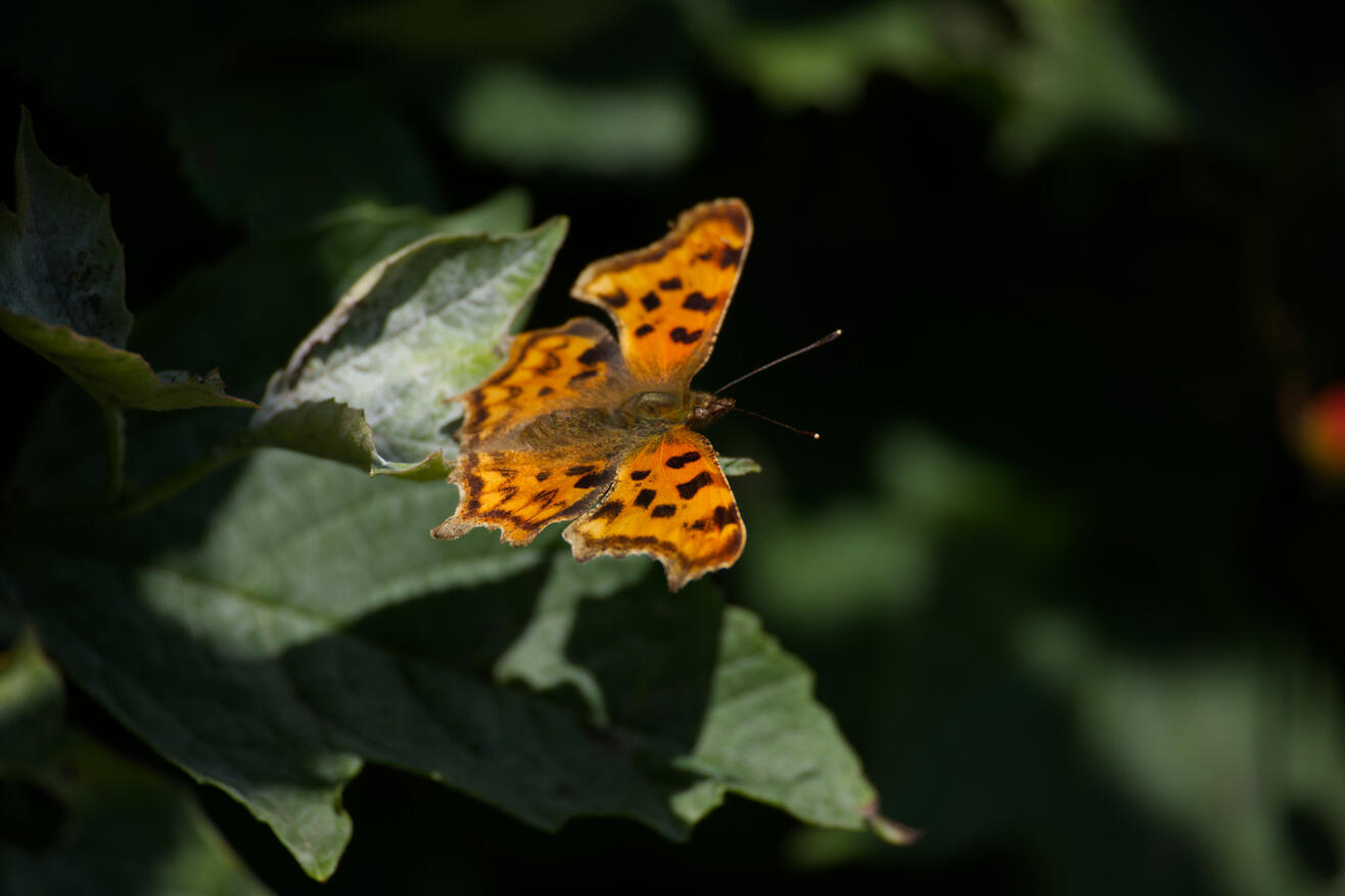 Comma butterfly