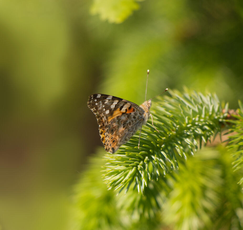 The image contains a watermark of @batbitephotos.