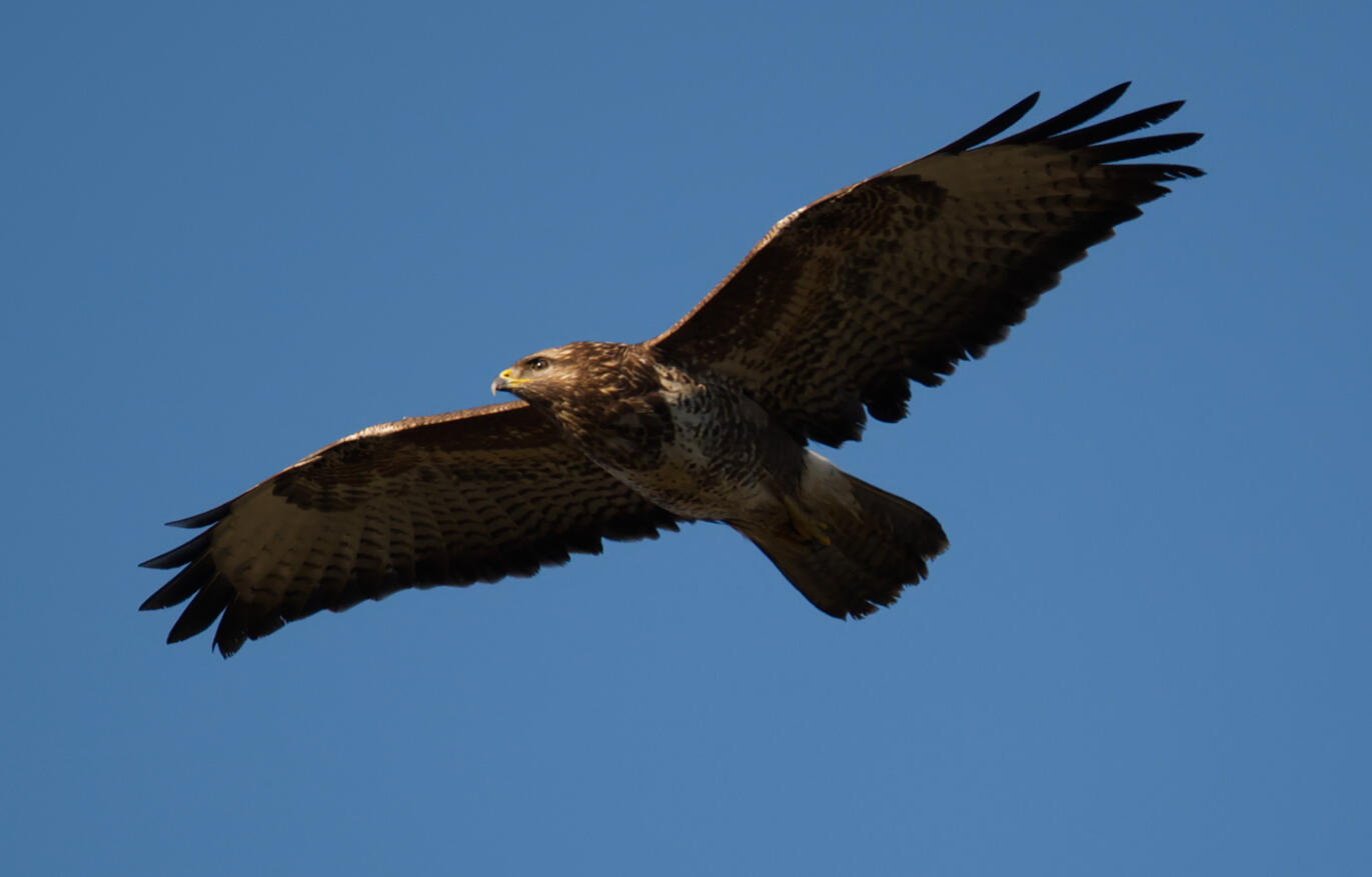 Buzzard