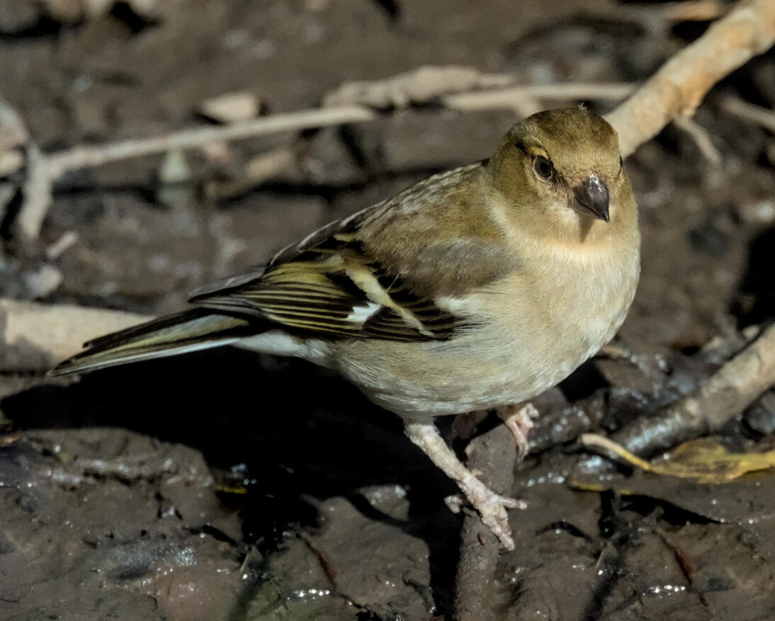 Female Chaffinch