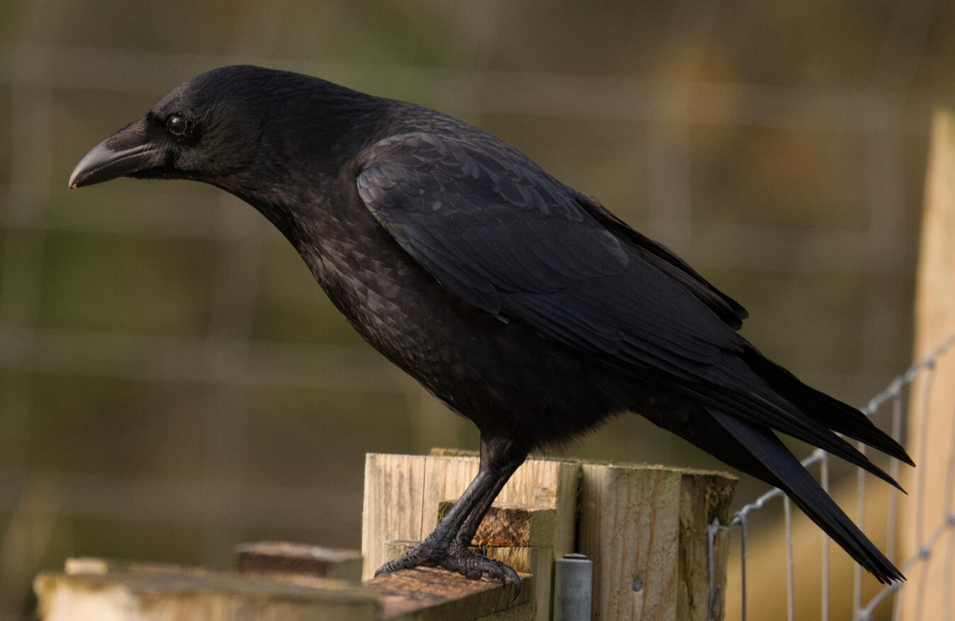 Carrion Crow